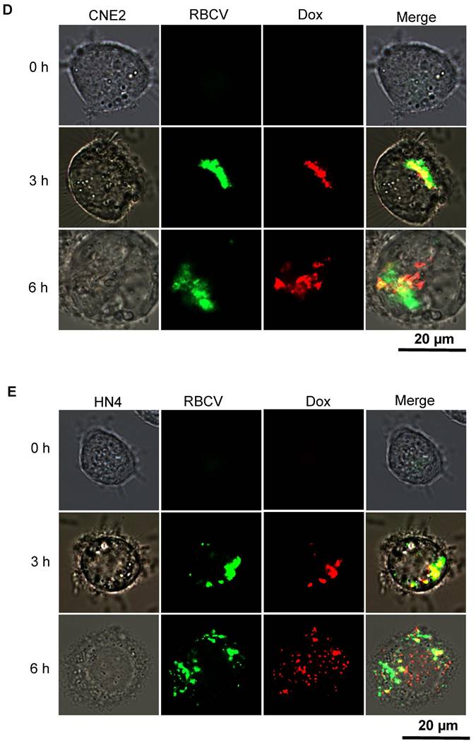 Theranostics Image