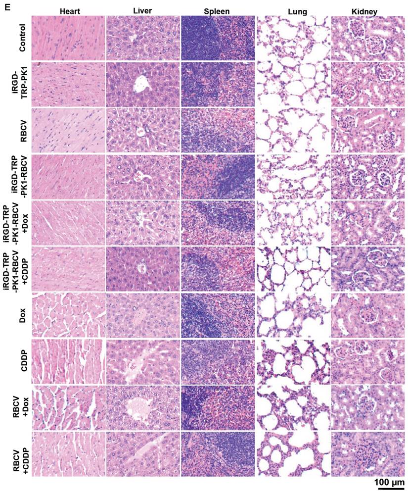 Theranostics Image