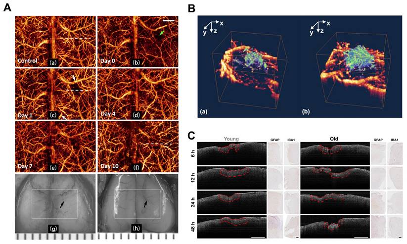 Theranostics Image