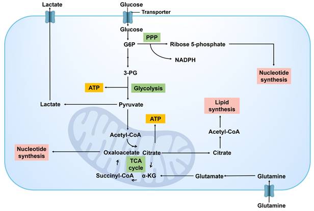 Theranostics Image