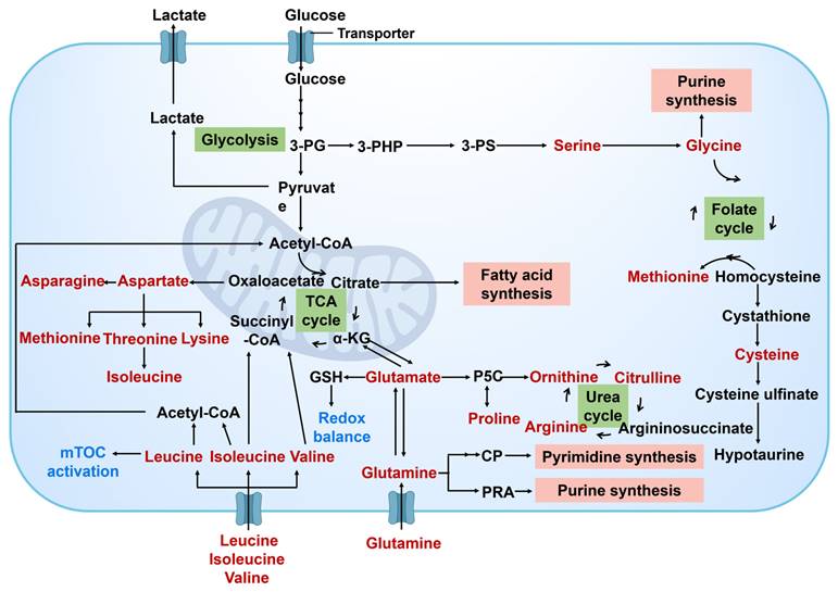 Theranostics Image