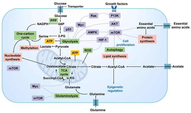 Theranostics Image