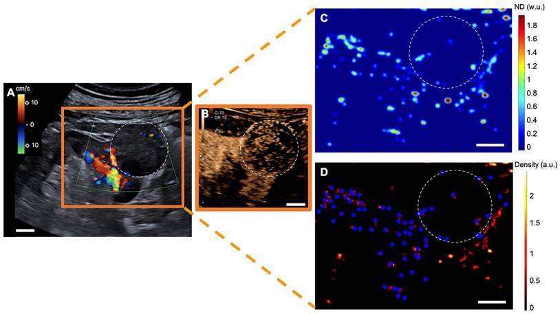 Theranostics Image