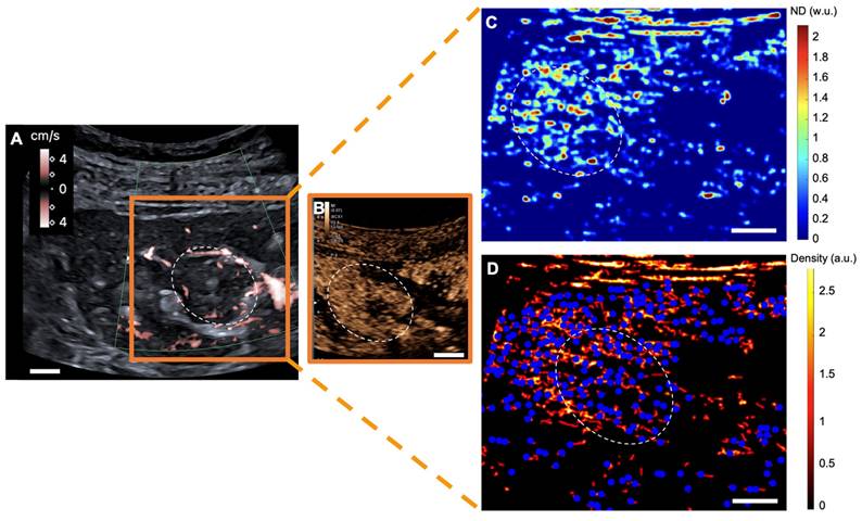 Theranostics Image