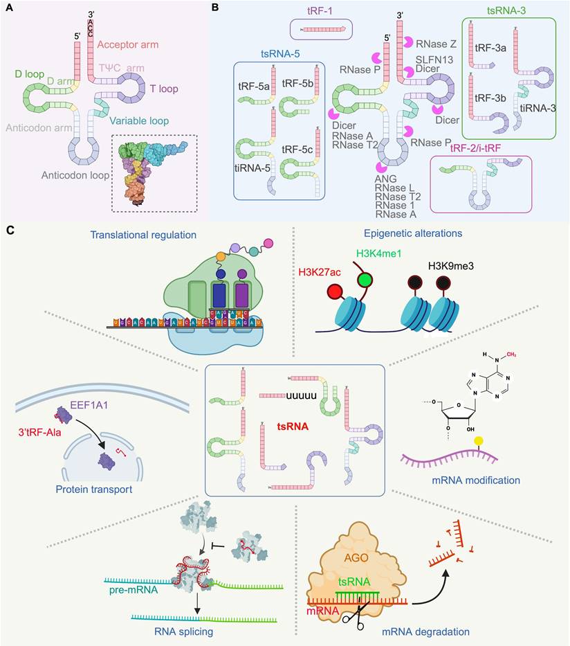 Theranostics Image