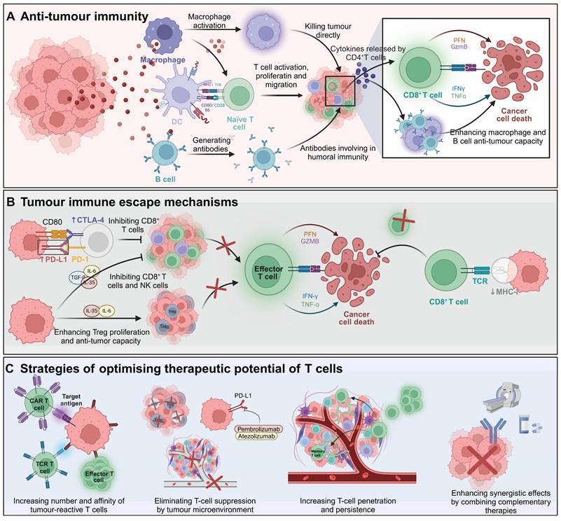 Theranostics Image