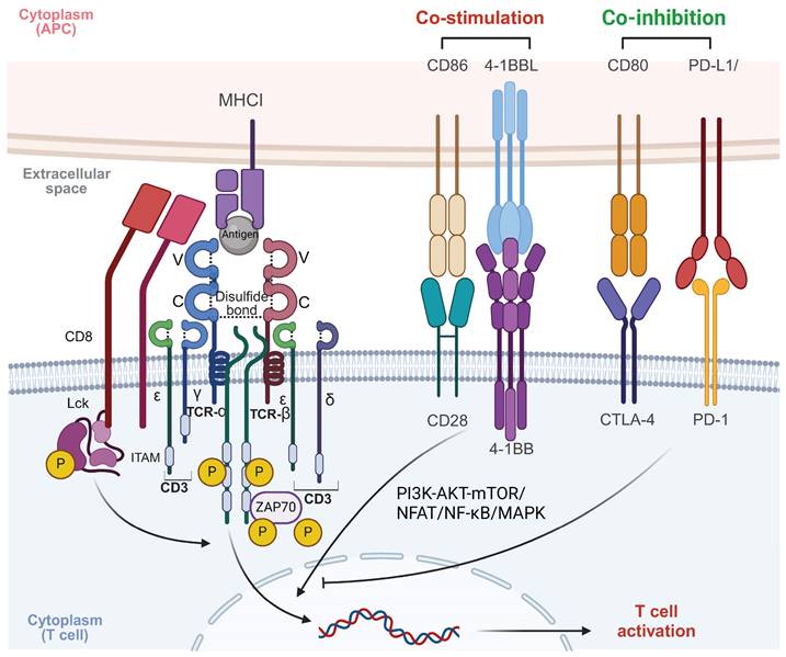 Theranostics Image