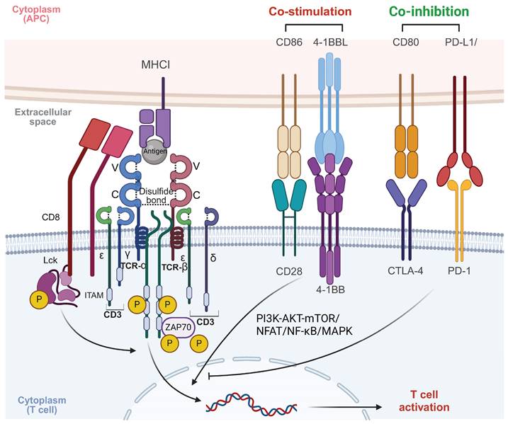 Theranostics Image