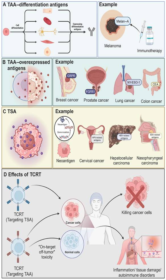 Theranostics Image