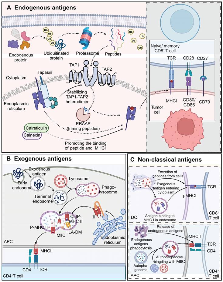 Theranostics Image