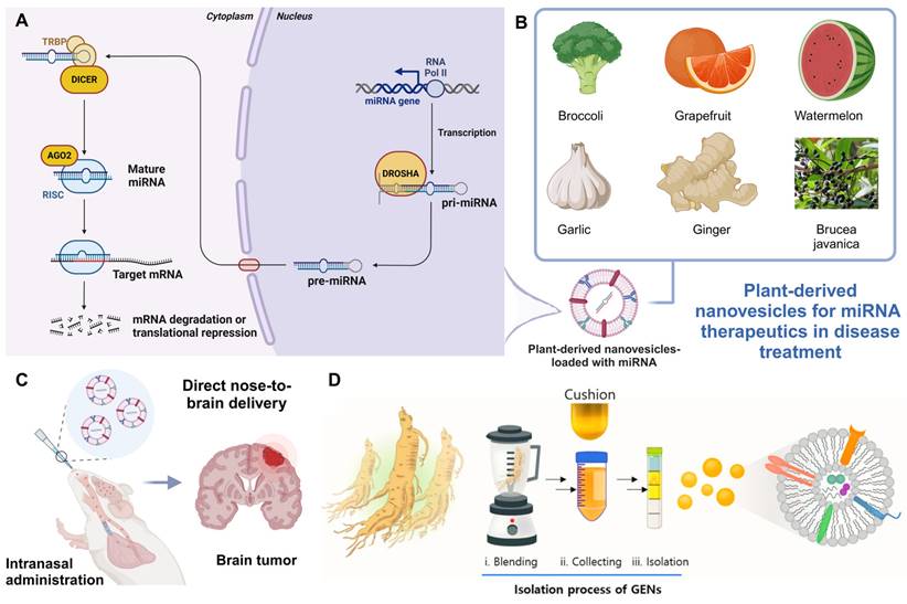 Theranostics Image