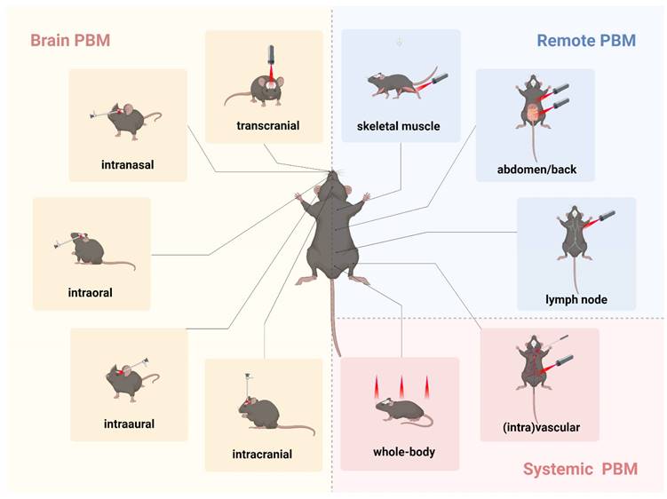 Theranostics Image