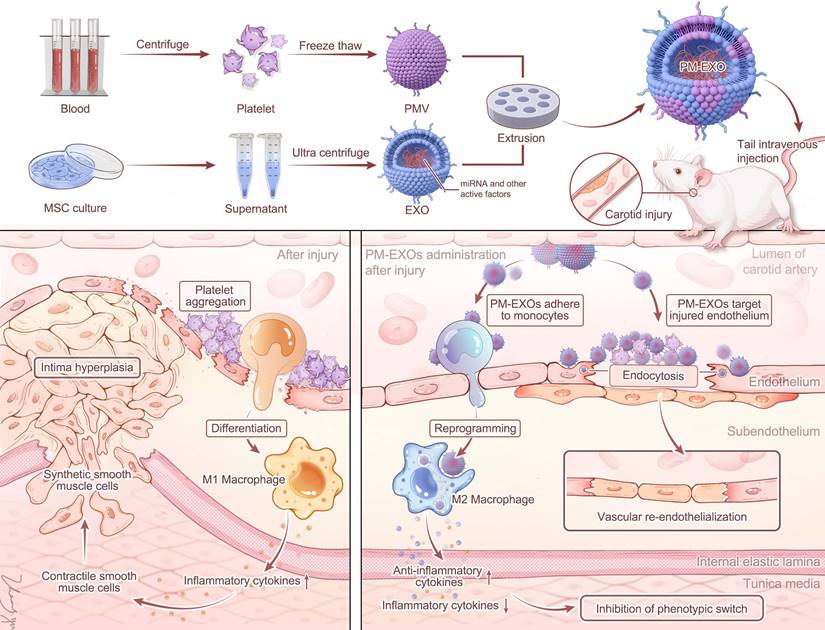 Theranostics Image