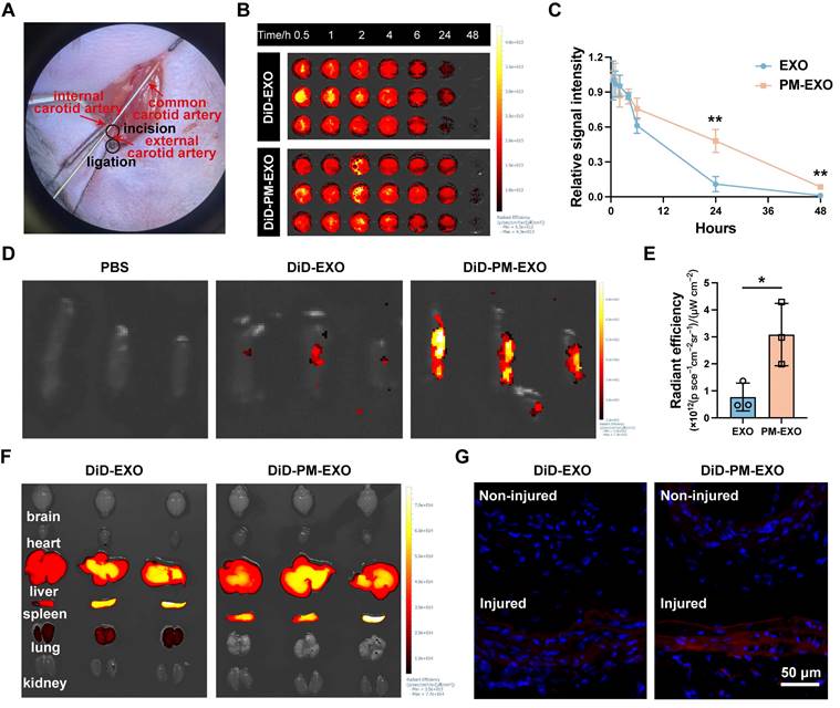 Theranostics Image