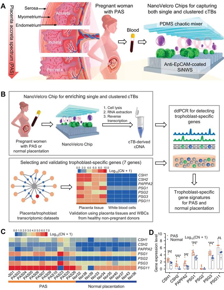 Theranostics Image