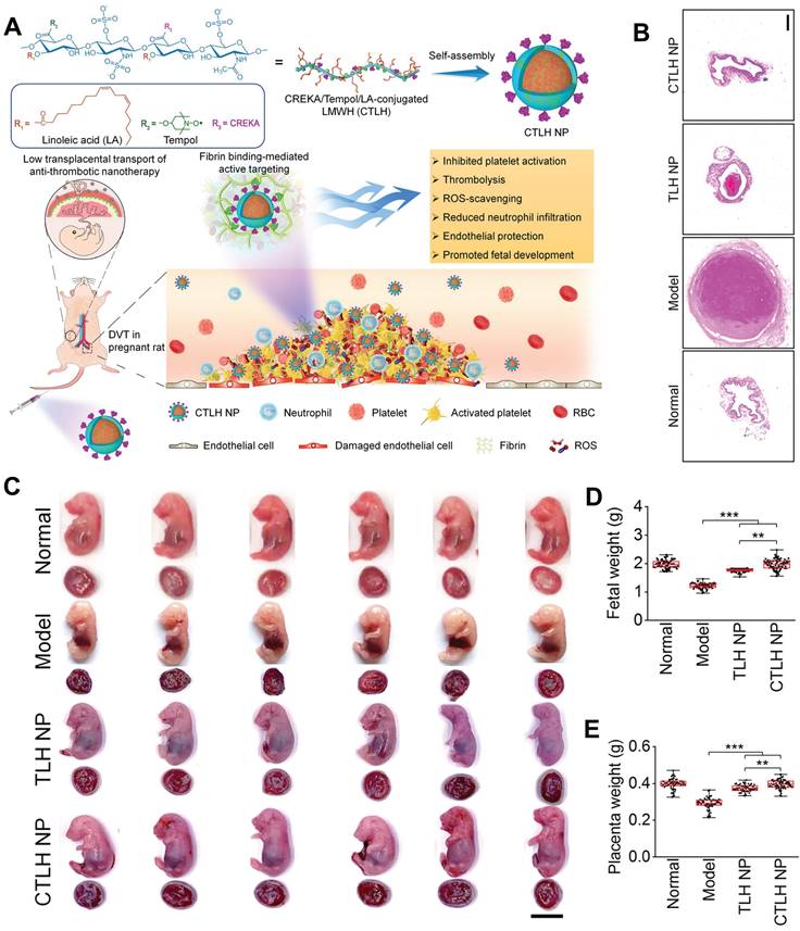 Theranostics Image