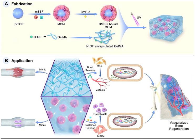 Theranostics Image