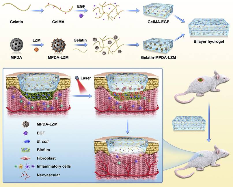 Theranostics Image