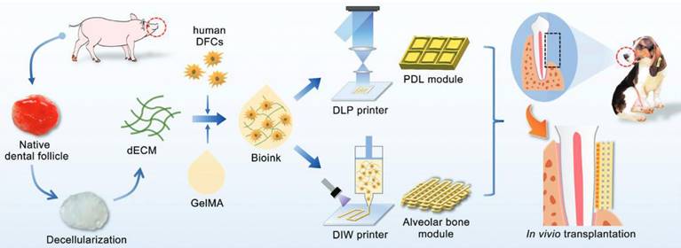 Theranostics Image