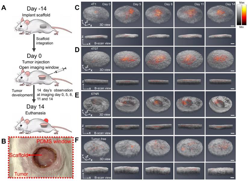 Theranostics Image