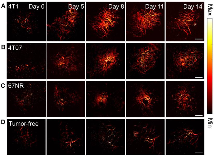 Theranostics Image