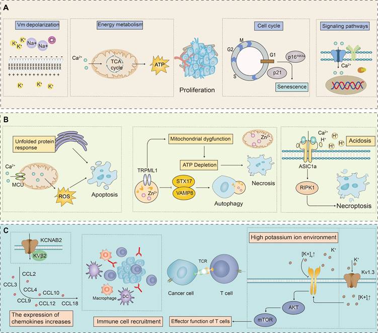 Theranostics Image