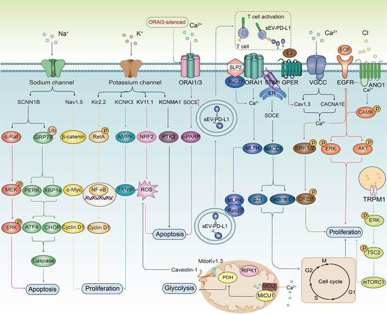 Theranostics Image