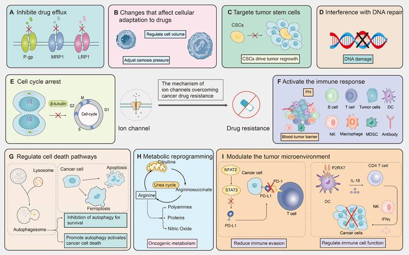 Theranostics Image