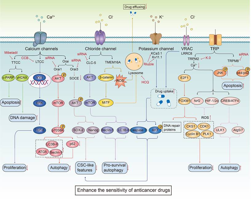 Theranostics Image