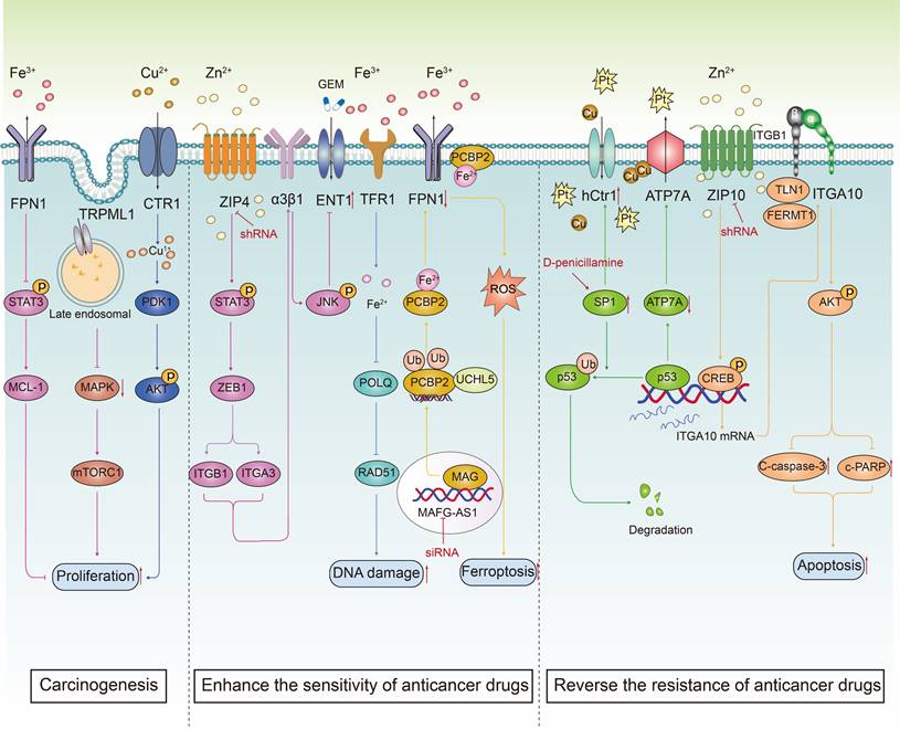 Theranostics Image