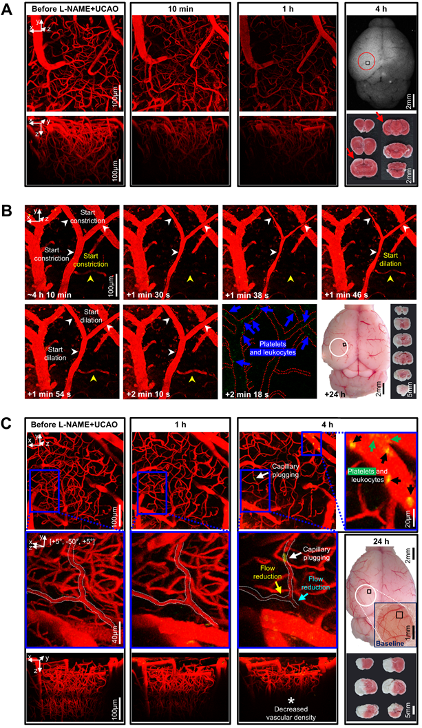 Theranostics Image