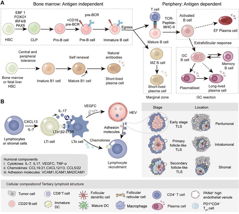 Theranostics Image