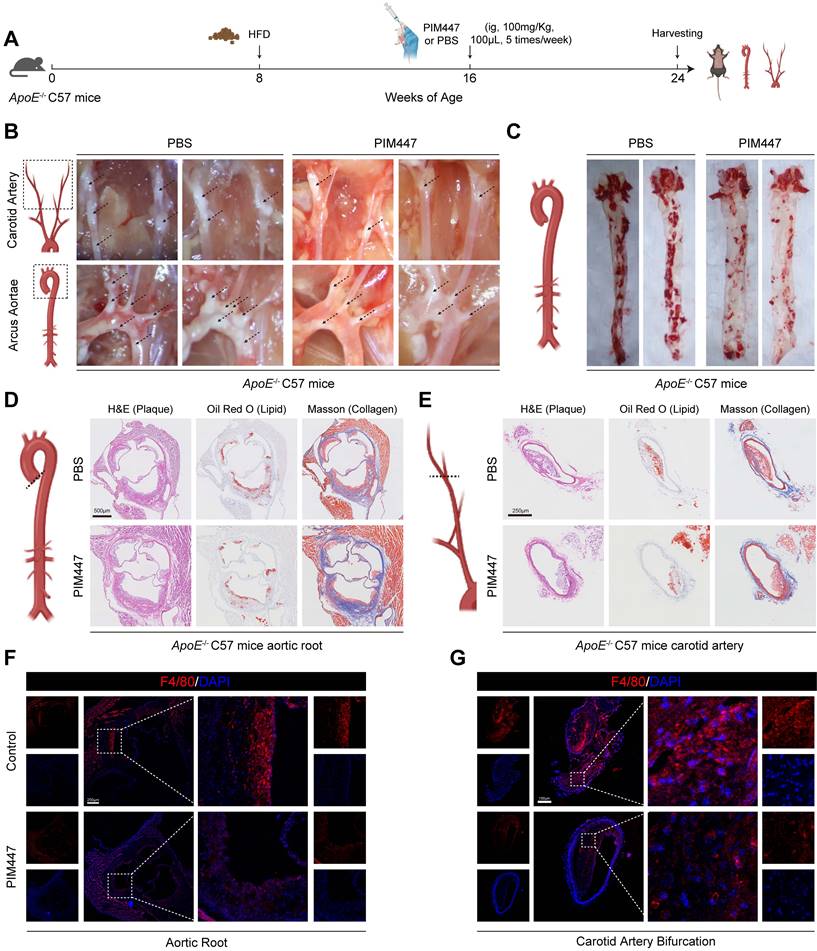 Theranostics Image