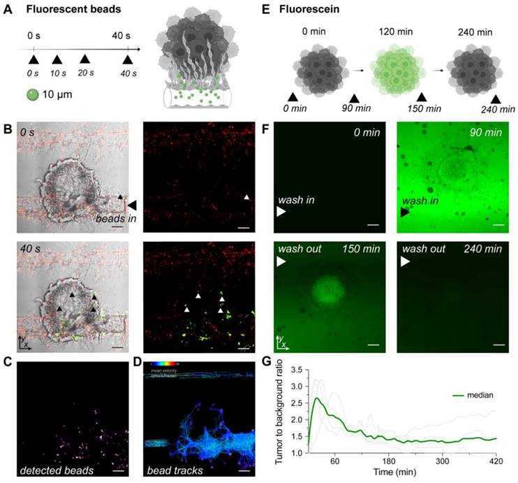 Theranostics Image