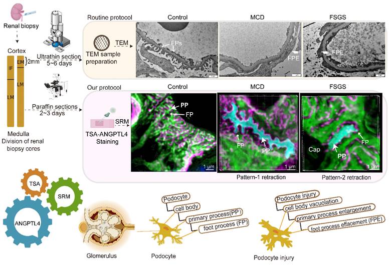 Theranostics Image