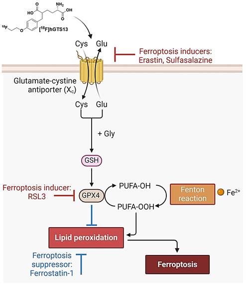 Theranostics Image