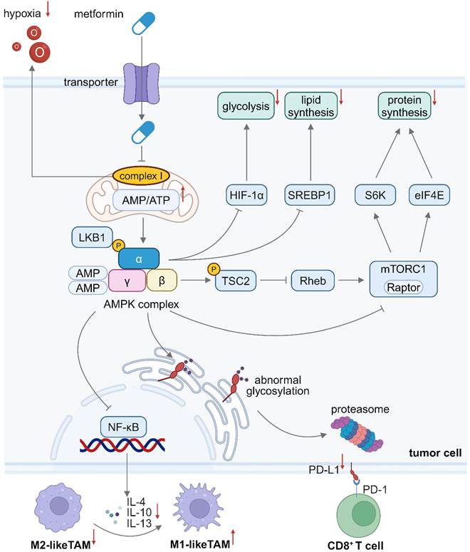 Theranostics Image