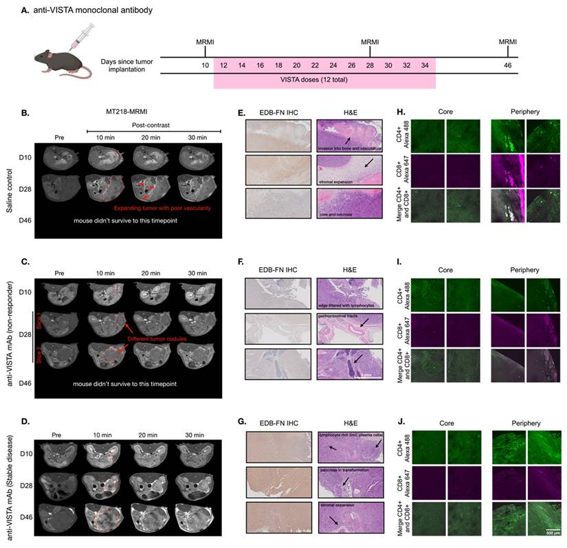 Theranostics Image