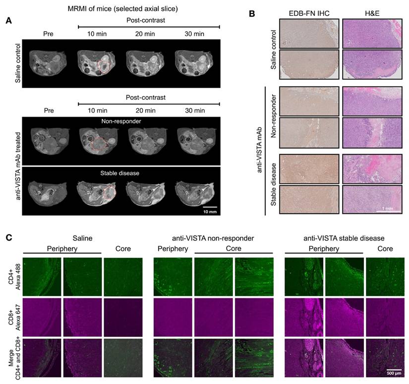 Theranostics Image