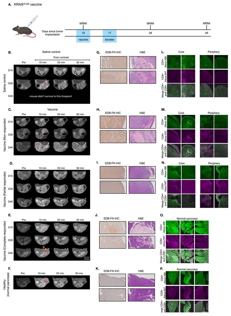 Theranostics Image