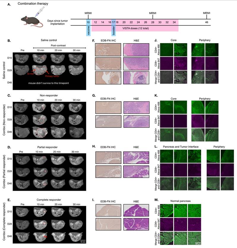 Theranostics Image