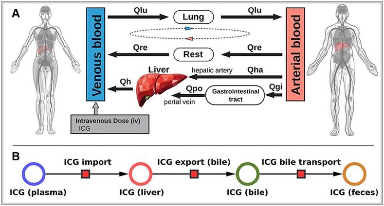 Theranostics Image