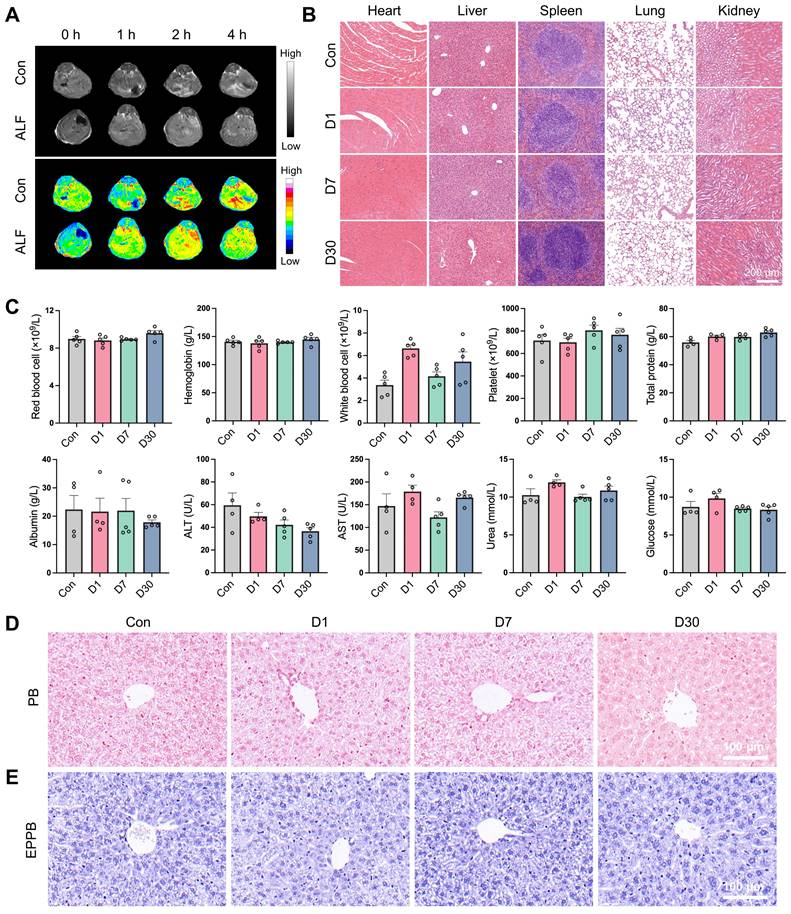 Theranostics Image