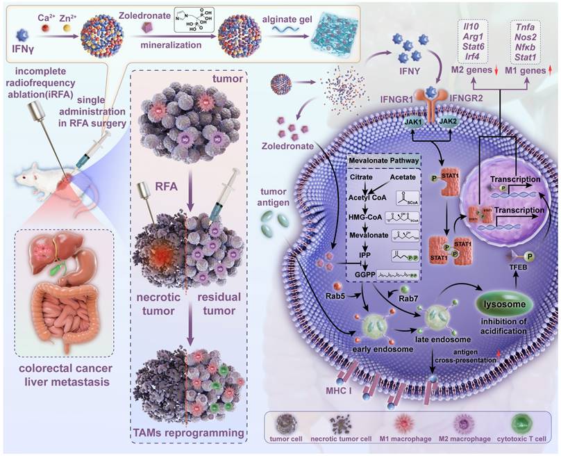 Theranostics Image