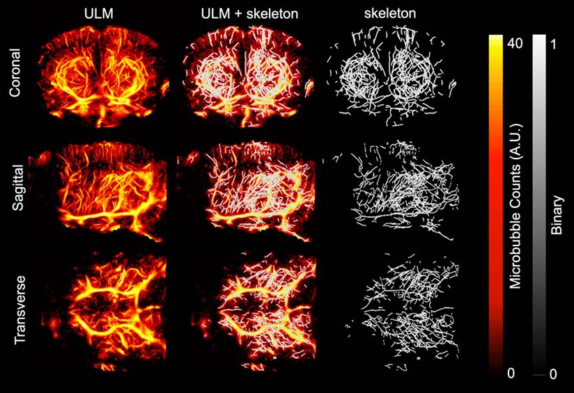 Theranostics Image