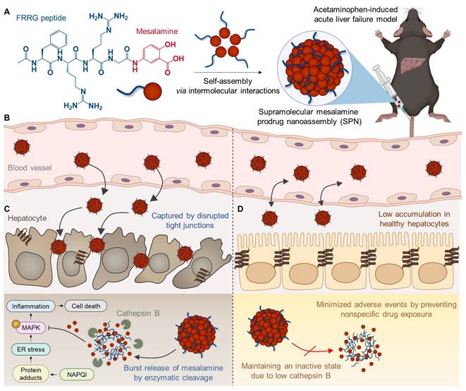 Theranostics Image