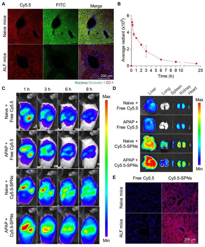 Theranostics Image