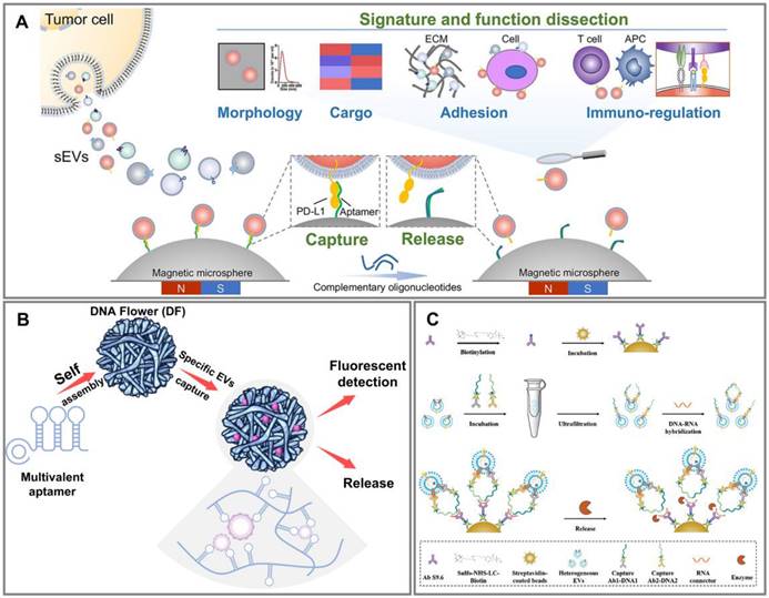 Theranostics Image