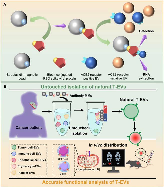 Theranostics Image