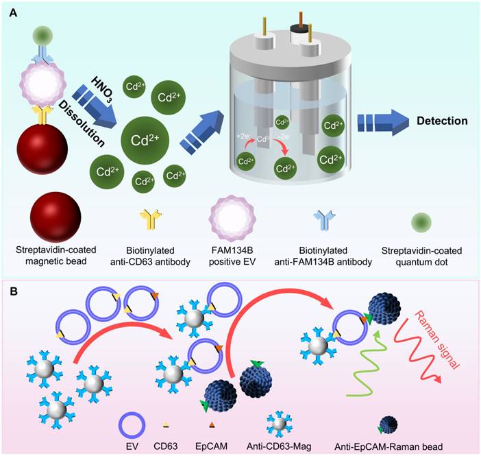 Theranostics Image